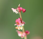 Die Knospen und Blütenhüllblätter sind meistens, aber nicht immer rot gefärbt. (Bild: W. Wohlers, JKI)