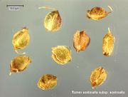 Rumex acetosella subsp. acetosella: Reife Früchte (Foto: Rolf Wißkirchen)