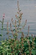 Rumex conglomeratus: Pflanze am Yachthafen in Remagen-Oberwinter mit typisch ausgeprägten Merkmalen, 24.07.2001 (Foto: Rolf Wißkirchen)