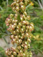 Rumex crispus (Foto: Günther Blaich)