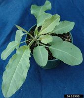 Rumex crispus IPM5436993.jpg