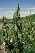 Rumex longifolius: Typischer Habitus. Frankreich, Cezallier, Straßenrand D32 bei Godivelle, 14.06.2001 (Foto: Rolf Wißkirchen)
