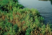 Rumex maritimus: Größerer Bestand auf Schlamm. Elbufer bei Barförde (Wendland), 22.09.1989 (Foto: Rolf Wißkirchen)