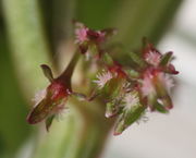 Manchmal sind die inneren Hüllblätter umgebogen und sehen zungenförmig aus. Hier rosa gefärbte Narben. (Bild: W. Wohlers, JKI)