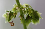 Die Polster oder Schwielen auf den inneren Hüllblättern, hier rosa gefärbt, beginnen zu schwellen, sobald der Reifungsprozess einsetzt. (Bild: W. Wohlers, JKI)