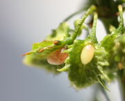 Bei der Reife färben sich die Schwielen, auch der weißen Früchte zuerst rot. (Bild: W. Wohlers, JKI)