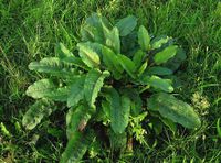 Rumex obtusifolius subsp. obtusifolius: Junge Pflanze (Foto: Rolf Wißkirchen)