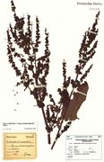 Rumex obtusifolius (Foto: G. Hagedorn & BGBM-Berlin)