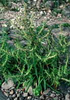 Rumex palustris (Foto: Rolf Wißkirchen)