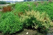 Rumex palustris im Schlammteich „Entenfang“ bei Brühl mit typischer Färbung zu Beginn der Fruchtreife, 08.08.1984 (Foto: Rolf Wißkirchen)