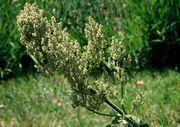 Rumex rugosus: Blühende Pflanze. Bot. Gärten Bonn, 21.05.2001 (Foto: Rolf Wißkirchen)