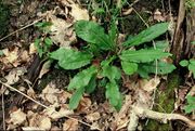 Rumex sanguineus: Rosette. Wald bei Remagen, 29.04.2001 (Foto: Rolf Wißkirchen)