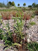 Rumex stenophyllus. Düsseldorf-Volmerswerth, 15.10.2003 (Foto: Ulf Schmitz)