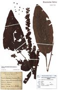 Rumex × heterophyllus: Saarland, Emmersweiler, leg F. Wirtgen 1886 (Herbar NHV) (Foto: G. Hagedorn & BGBM-Berlin)