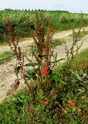 Rumex × pratensis. Feldwegrand bei Birresdorf (nahe Remagen), 23.09.2010 (Foto: Rolf Wißkirchen)