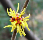 Blüte von Hamamelis mollis