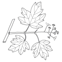 Feld-Ahorn Blüten und Fruchtansatz schematisch