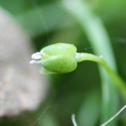 Diese Blüte ist bereits verblüht und hat sich wieder geschlossen. Nur die Narben sind noch zu sehen. (Bild: W. Wohlers, JKI)