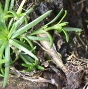 Die Blätter können 1 cm lang sein. Die Pflanze bildet sehr schnell Seitentriebe, die bis zu 10 cm lang sein können und sich bewurzeln. (Bild: W. Wohlers, JKI)