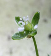 Die Blüte hat hier zwei weiße Kronblätter, vier Antheren und vier Narben. (Bild: W. Wohlers)