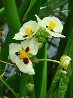 Sagittaria montevidensis.JPG