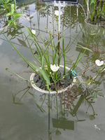 Sagittaria montevidensis 002.jpg