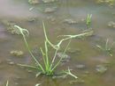 Sagittaria trifolia in japan.JPG