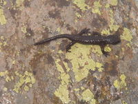 File:Salamandra atra on Triglav.jpg