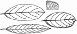 Salix repens s.l. (dunensis, repens, rosmarinifolia) (Brigitte Hennig).png
