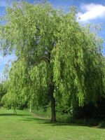 Salix sepulchralis tree JR Press 443.JPG