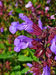 Salvia officinalis 003.JPG