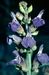 Salvia officinalis 3-151-40-1-1.jpg