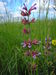 Salvia officinalis JuliaKruse 1.jpg