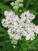 Sambucus-ebulus Ahlmer-2 BIB.jpg