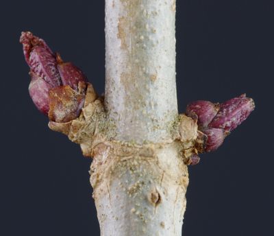 Sambucus nigra buds.jpg