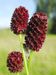 Sanguisorba-officinalis Ahlmer-1 BIB.jpg