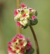 Der Wiesenknopf, auch Garten-Pimpinelle genannt, fällt durch seine kugeligen Blütenstände auf. (Bild: W. Wohlers)