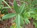 Sanguisorba officinalis 1.JPG