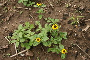 Sanvitalia procumbens - Botanischer Garten Mainz IMG 5542.JPG