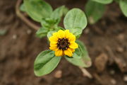 Sanvitalia procumbens - Botanischer Garten Mainz IMG 5546.JPG