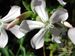 Saponaria-officinalis Biel-5 BIB.jpg