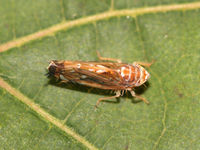 Scaphoideus titanus F.jpg