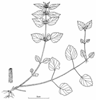 Aus Schönfelder & Wegmüller (1974)