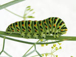 Erwachsene Raupe an einem Doldenblütler (Foto: Eric Steinert)