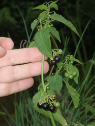 Schwarzer Nachtschatten: Frucht – Dieter66007, CC BY-SA 3.0