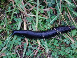Schwarze Wegschnecke: Bild 2 Kategorie FEHLT! - 4028mdk09, CC BY-SA 3.0