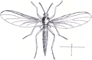 Sciara hemerobioides (Scopoli 1763)