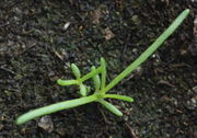 Die größten Keimblätter sind hier 4 mm lang, die Primärblätter fast 2 cm. (Bild: W. Wohlers, JKI)