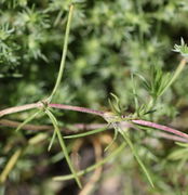 Meistens sind die nadelförmigen Blätter etwa 1 cm lang, nur wenige aber auch 3 cm. (Bild: W. Wohlers, JKI