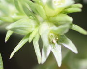 Neben den älteren Blüten entstehen viele weitere Knospen. (Bild: W. Wohlers, JKI)